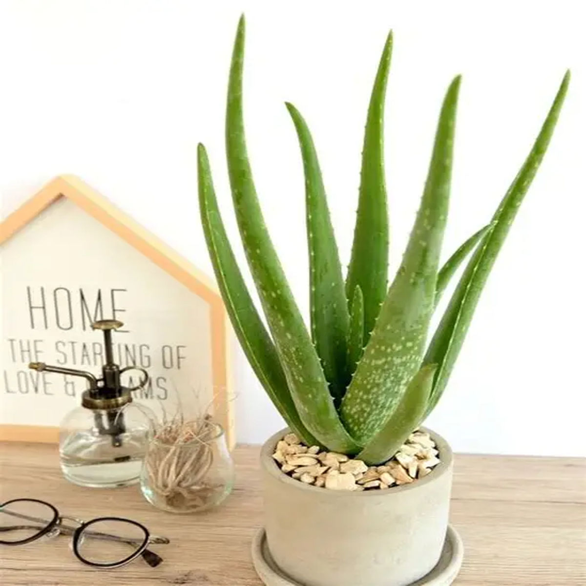 Plantă Aloe Vera Naturală – Dixiestore, 40 cm - imagine 4