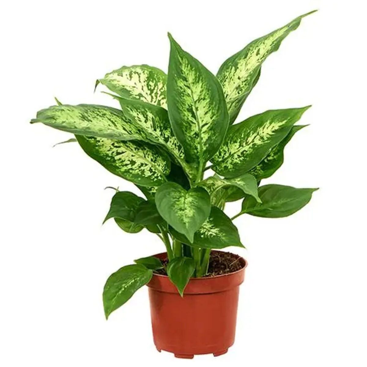 Planta naturala