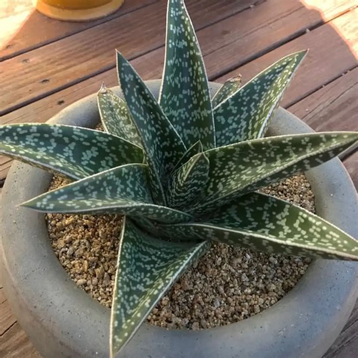 Suculenta Limba Boului, Gasteria carinata, H 20cm - imagine 3