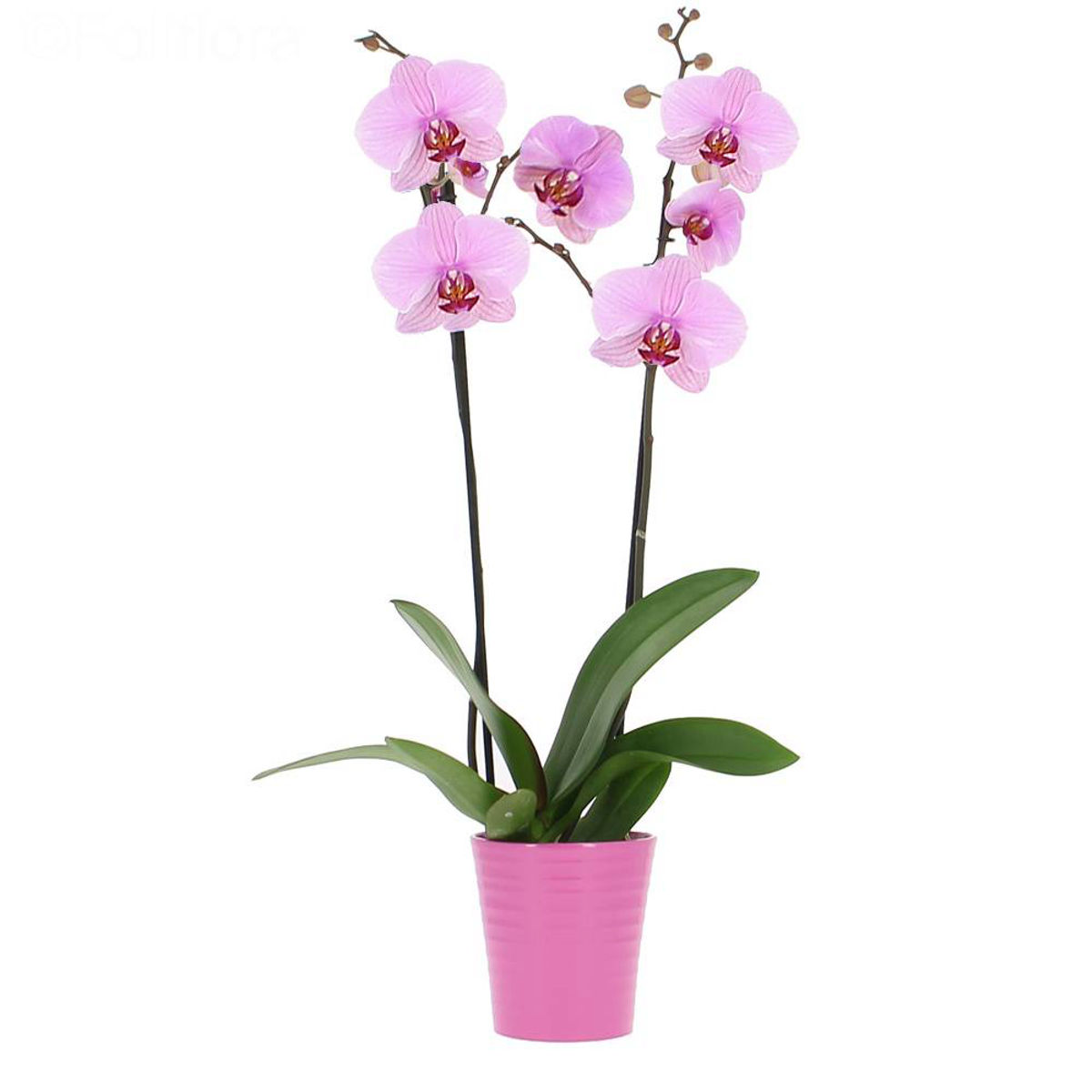 Orhidee Phalaenopsis Roz, H 50-60cm - imagine 2