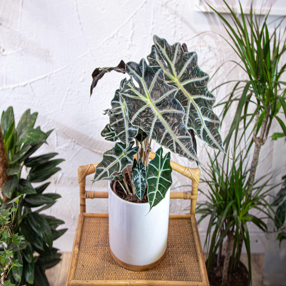 Planta Alocasia polly, Urechea elefantului, H 40cm - imagine 3