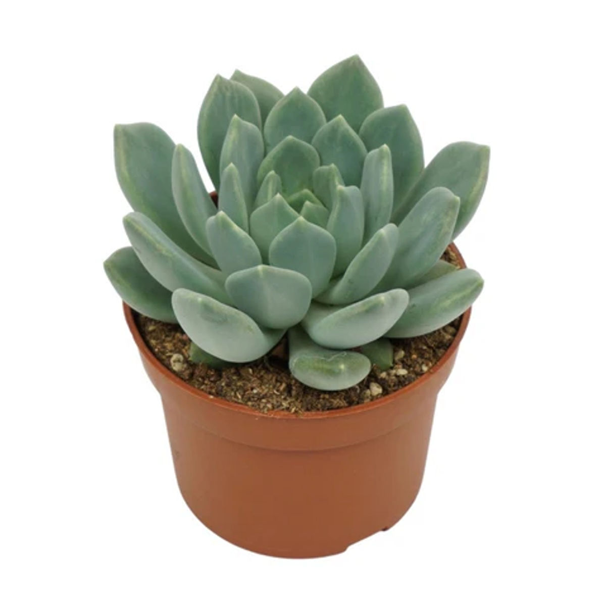 Planta naturala