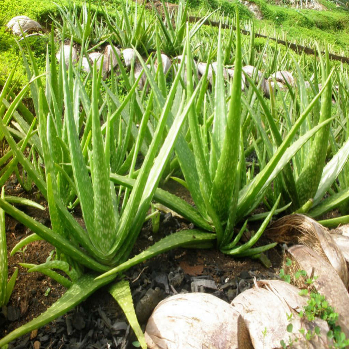 Plantă Aloe Vera Naturală – Dixiestore, 40 cm - imagine 3