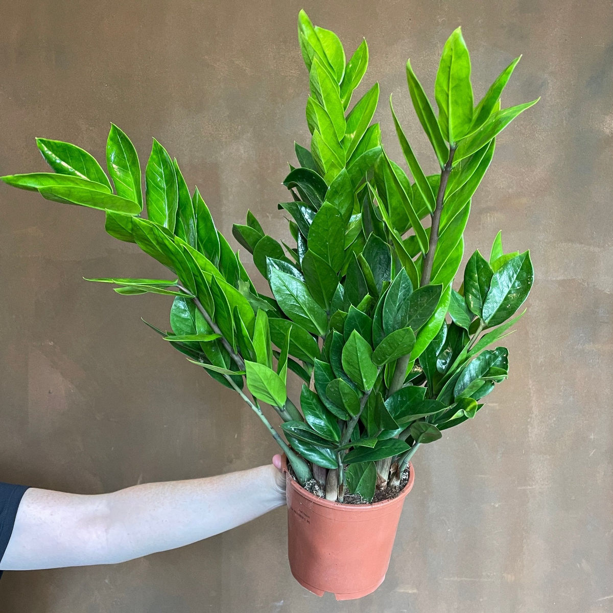 Planta Zamioculcas zamiifolia planta dinozaur,H 50cm - imagine 2