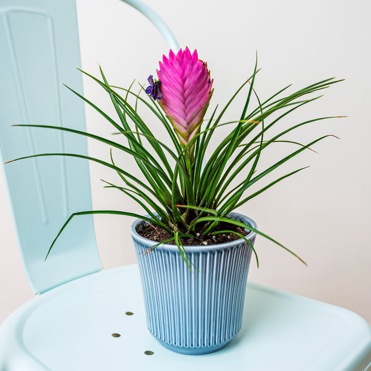 Tillandsia cyanea, planta naturala flori mov-violet, H 30cm - imagine 4