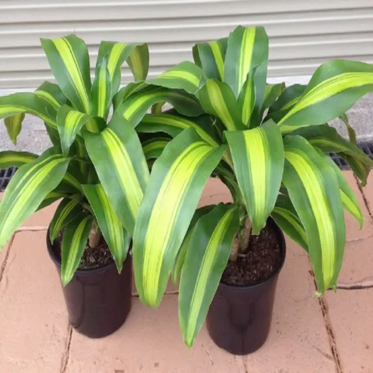 Dracaena dragon mix, H 40cm - imagine 4