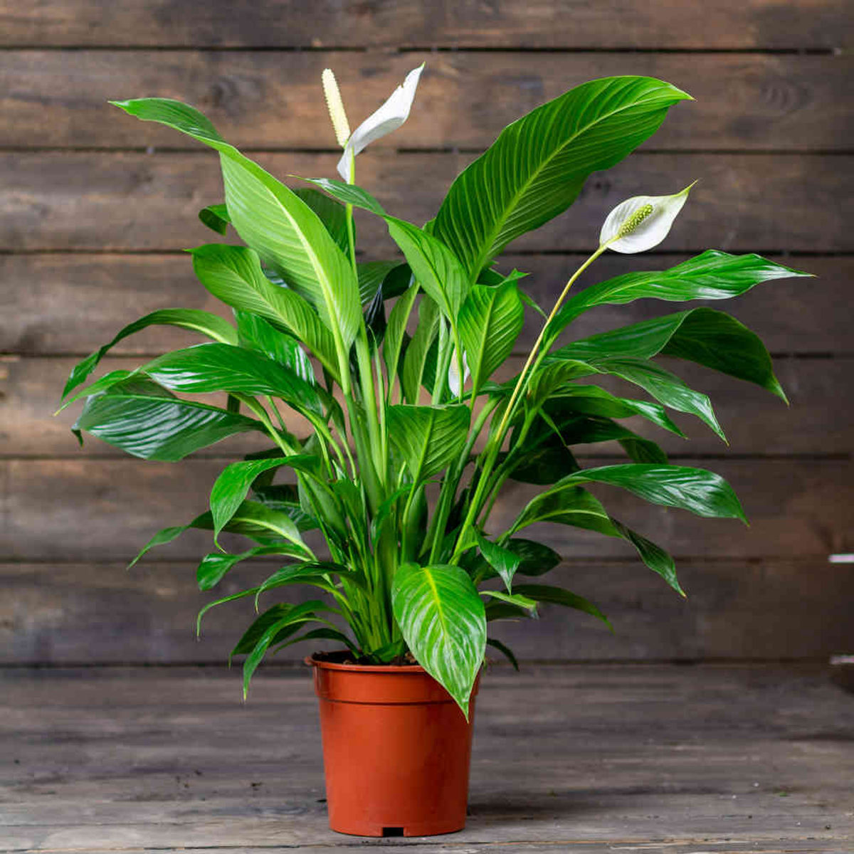 Crinul Pacii, Spathiphyllum natural, H 35CM - imagine 4