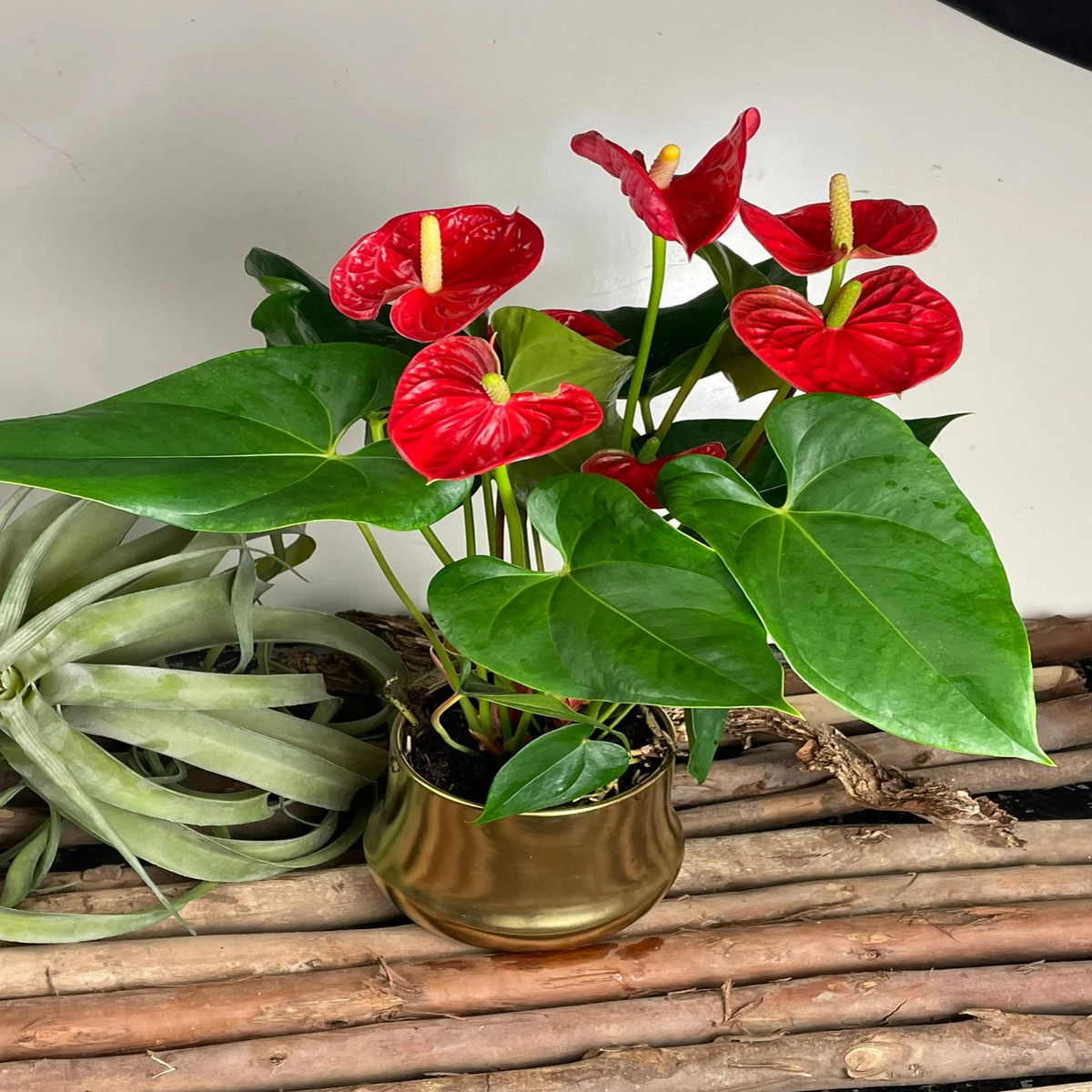 Floarea Flamingo, Anthurium andreanum, H 45CM - imagine 2