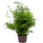 Planta naturala