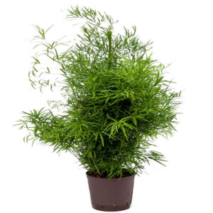 Planta naturala