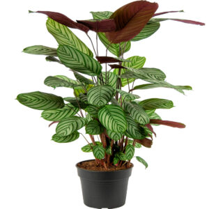 Planta naturala
