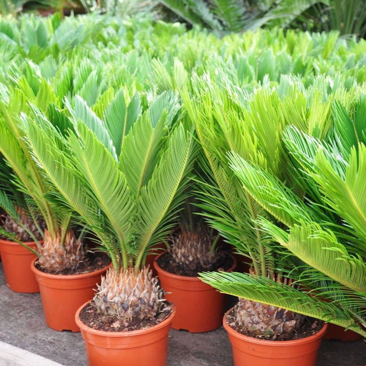 Planta naturala Cycas Dixiestore, H 40-60CM - imagine 5