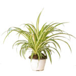 Planta păianjen