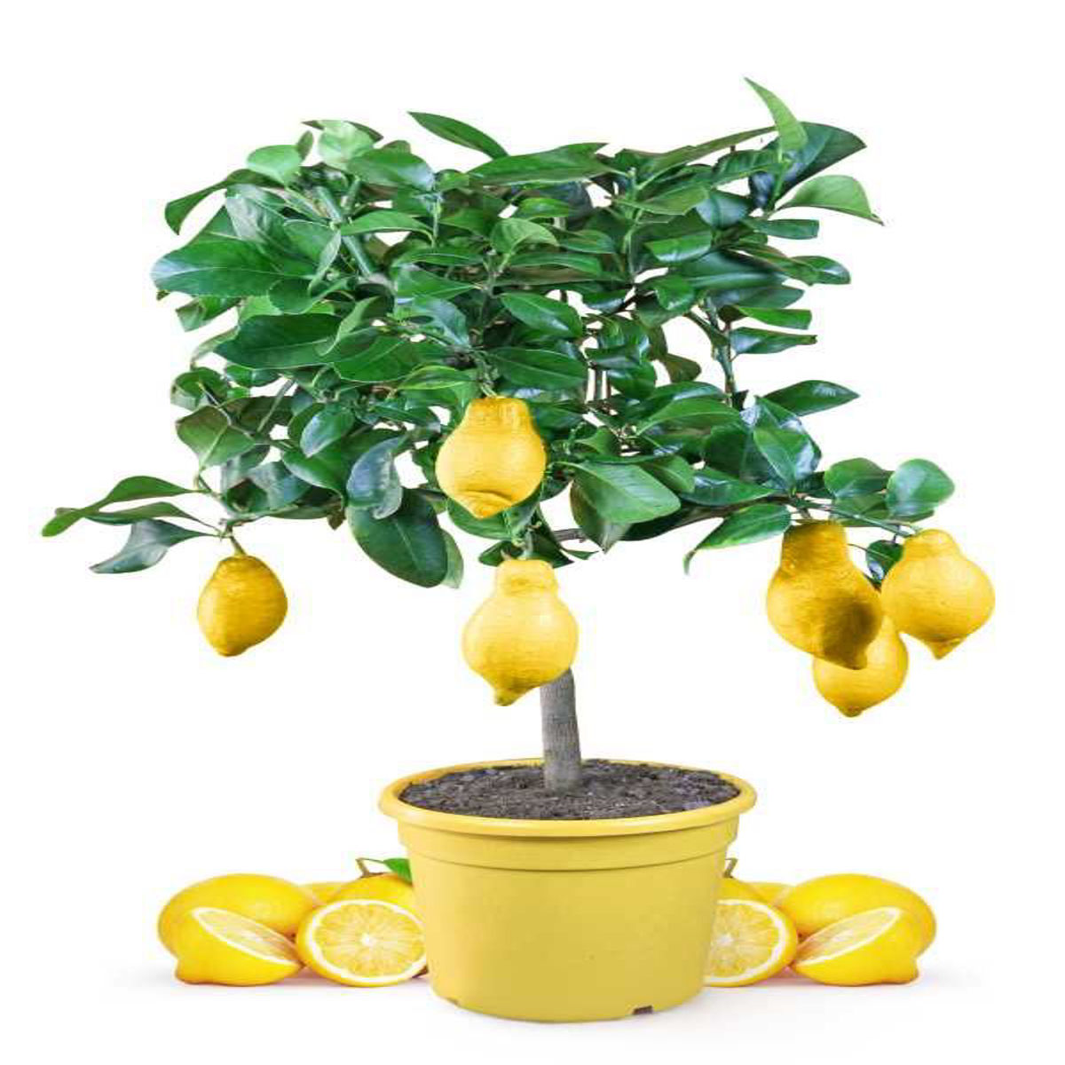 Lamai Citrus Lemon, ghiveci 5 L, H 60-80 cm - imagine 3