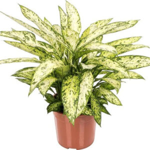 Planta Dieffenbachia