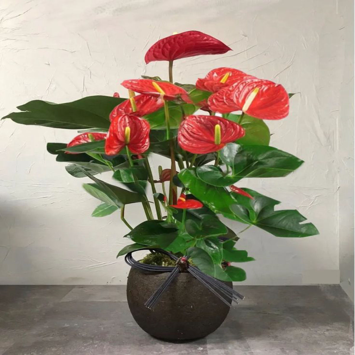 Floarea Flamingo, Anthurium andreanum, H 45CM - imagine 4
