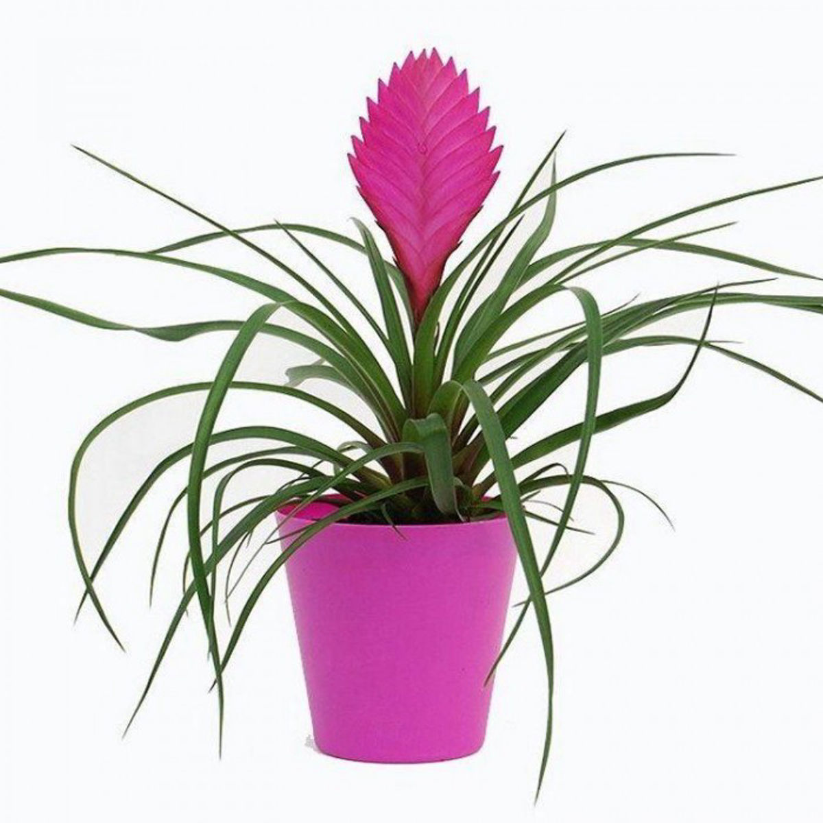 Tillandsia cyanea, planta naturala flori mov-violet, H 30cm - imagine 2