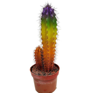 Planta