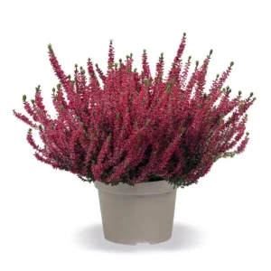 Calluna
