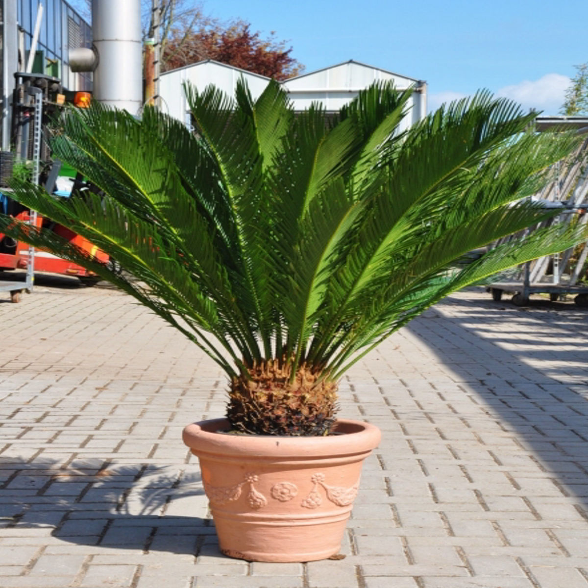 Planta naturala Cycas Dixiestore, H 40-60CM - imagine 4