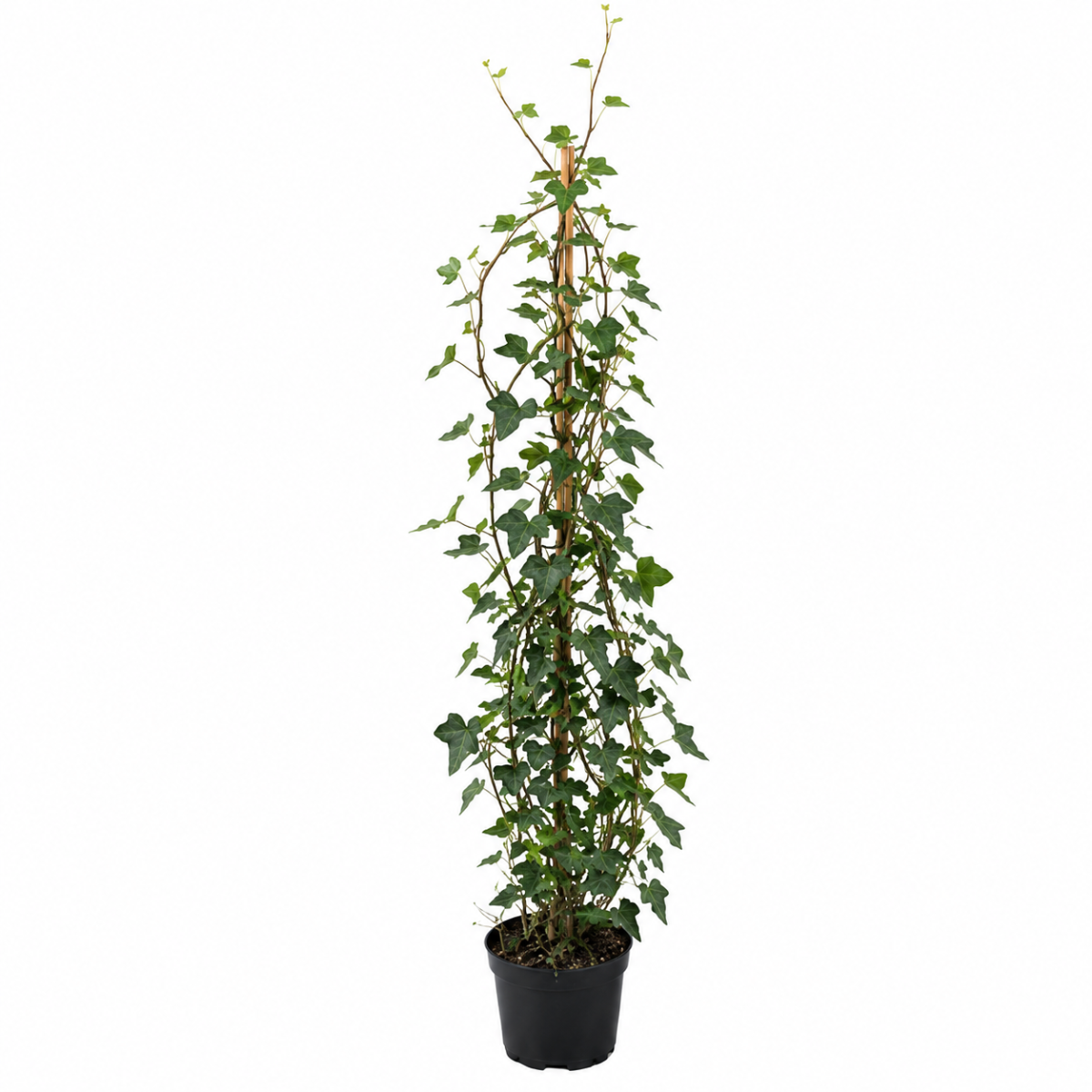 Hedera