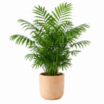 Palmier