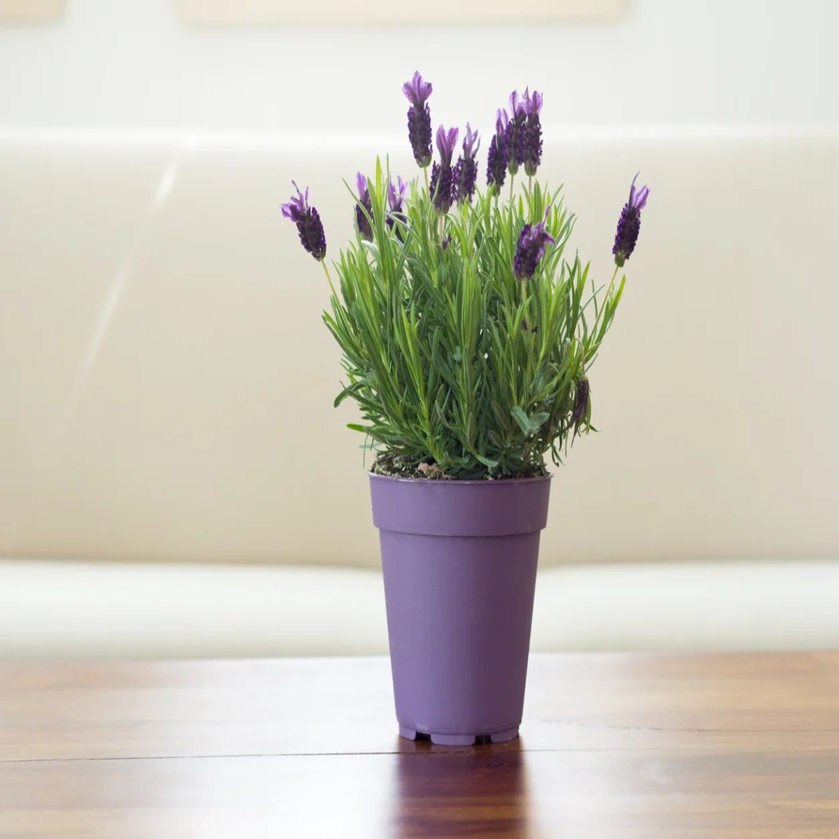 Lavanda parfumata si decorativa, H 40 cm - imagine 4