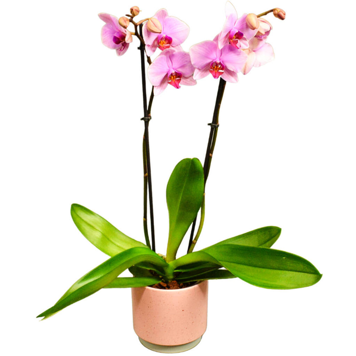 Orhidee Phalaenopsis Roz, H 50-60cm - imagine 3