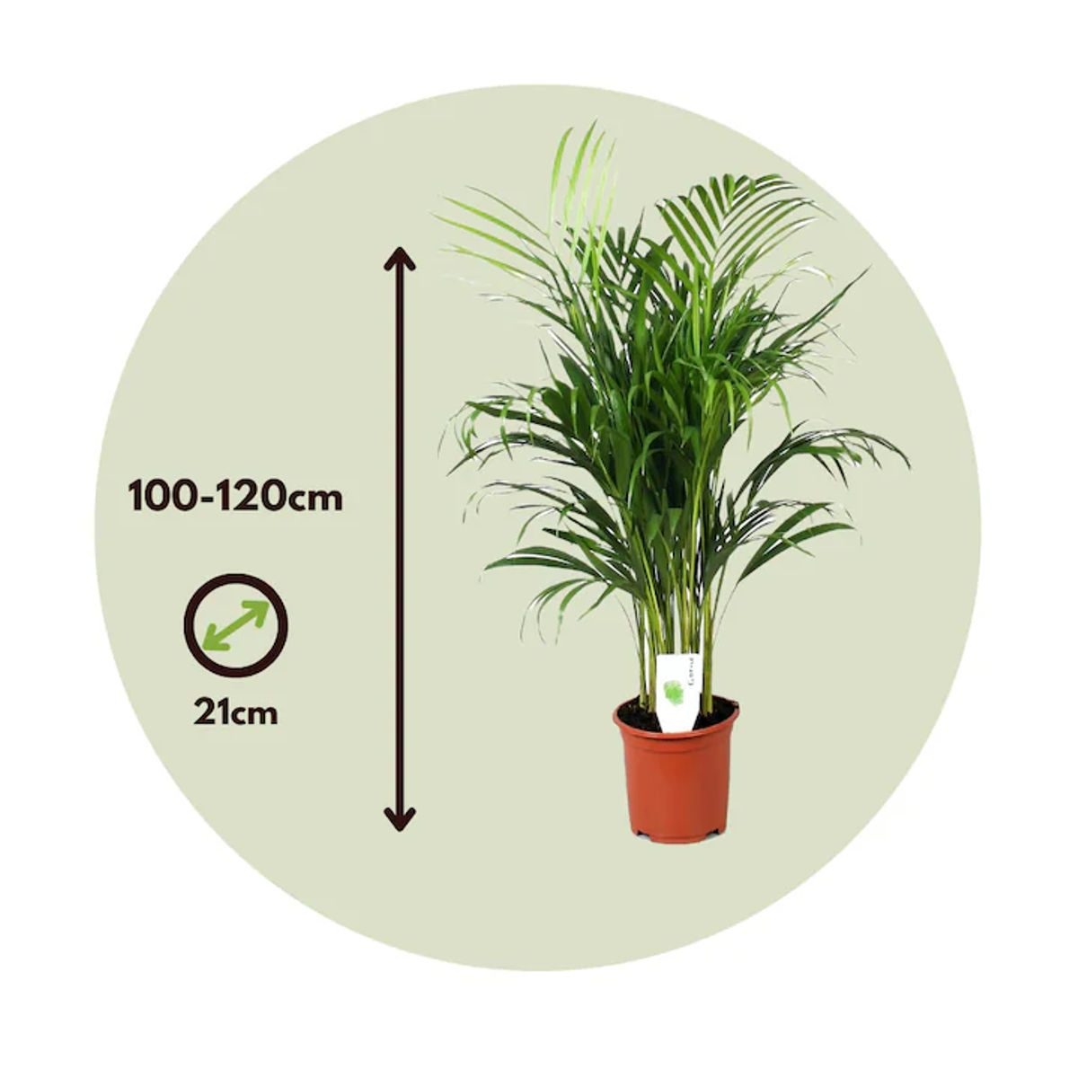 Palmier Dypsis Lutescens, Plantă de Interior, H 110–120 cm - imagine 2