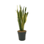 Plantă Sansevieria