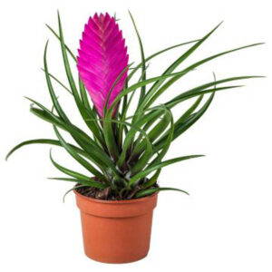 Tillandsia cyanea