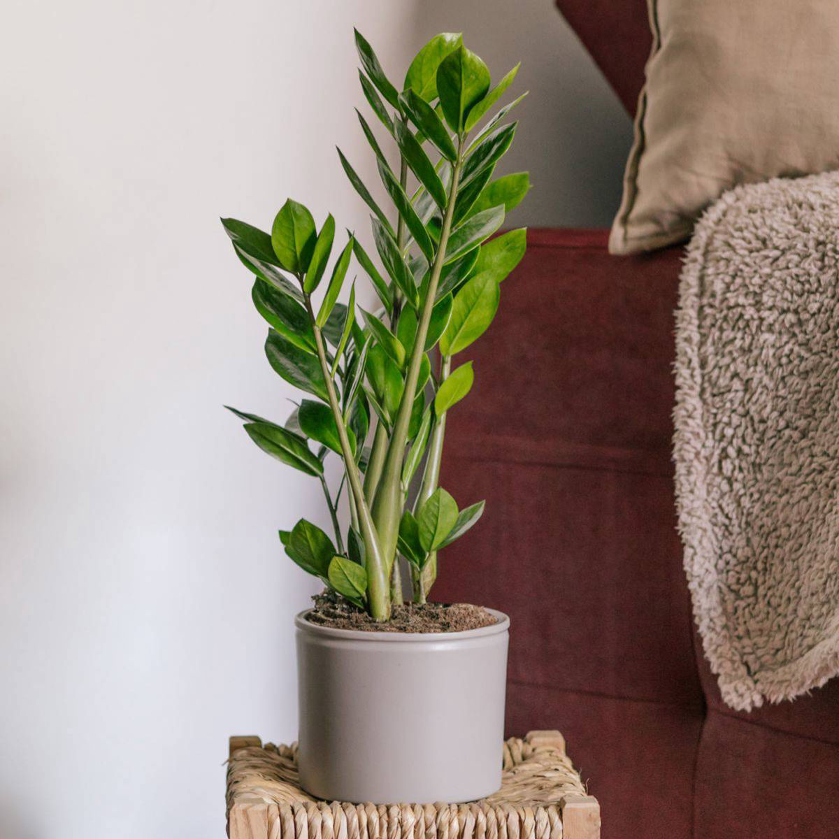 Planta Zamioculcas zamiifolia planta dinozaur,H 50cm - imagine 4