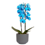 Planta naturala