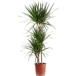 Dracaena marginata