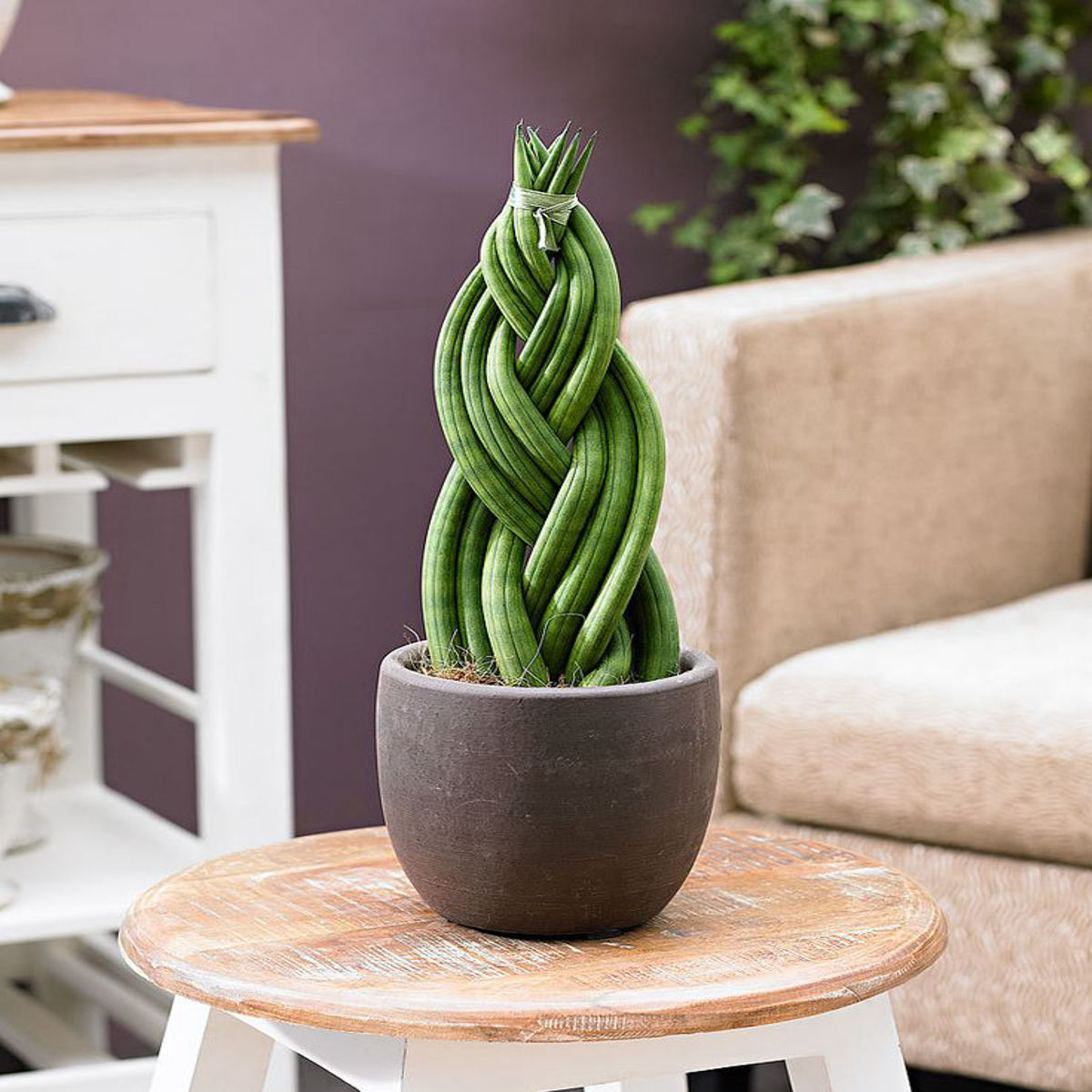 Planta Sansevieria Cylindrica, Dixiestore, 24 cm - imagine 5