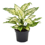Planta