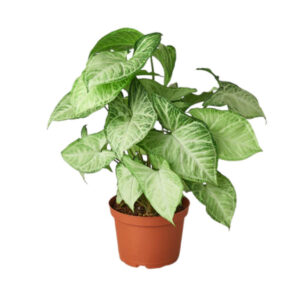 Planta Syngonium podophyllum