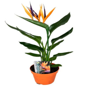 Planta naturala