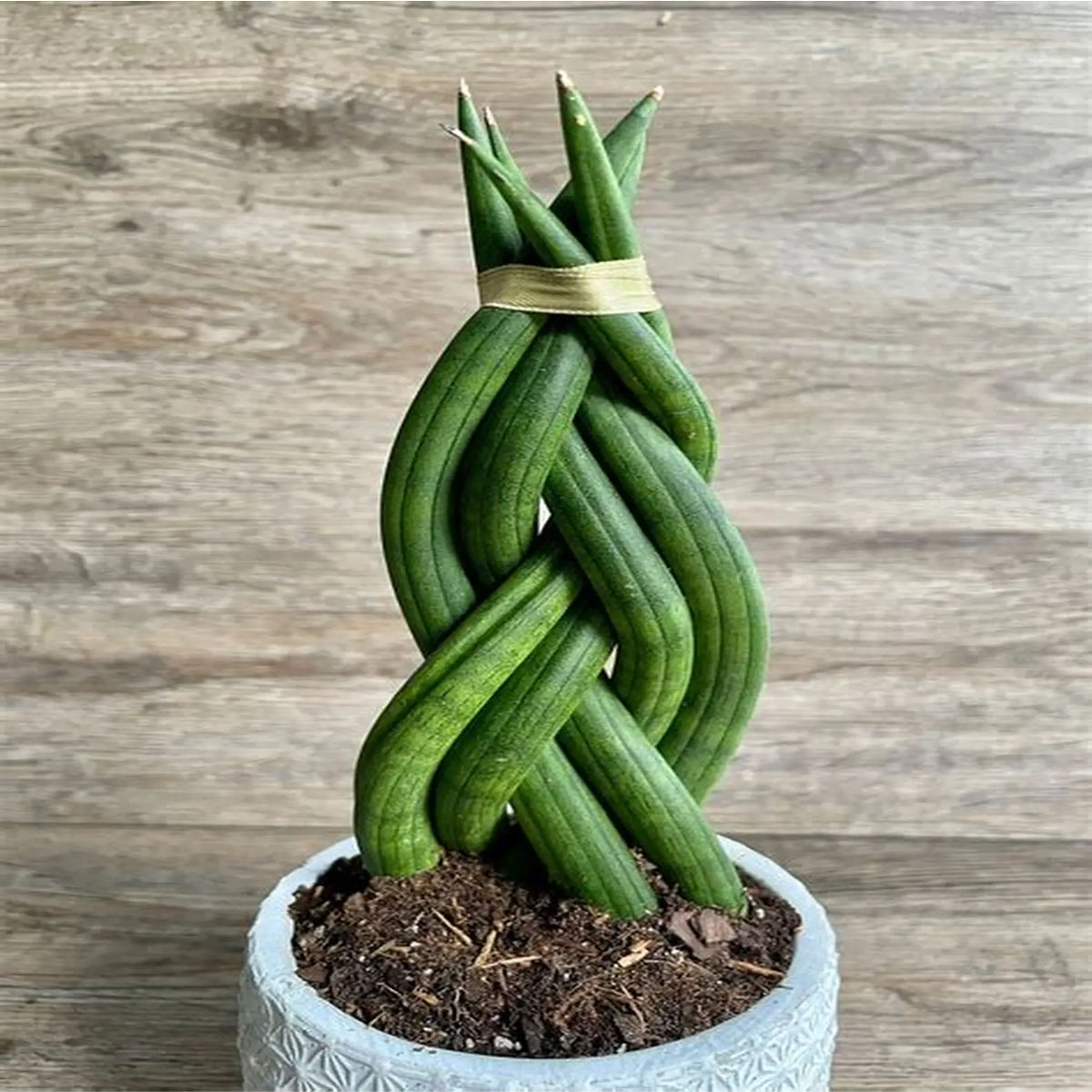 Planta Sansevieria Cylindrica, Dixiestore, 24 cm - imagine 2