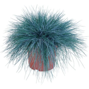 Festuca
