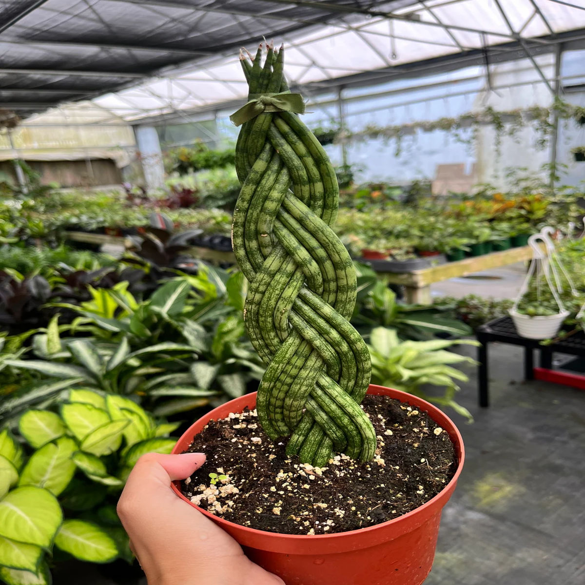 Planta Sansevieria Cylindrica, Dixiestore, 24 cm - imagine 6