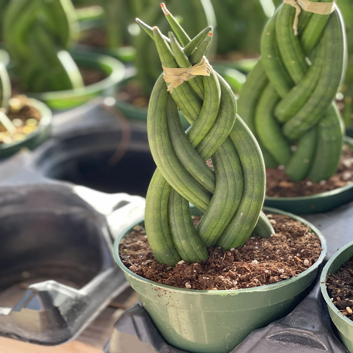 Planta Sansevieria Cylindrica, Dixiestore, 24 cm - imagine 3