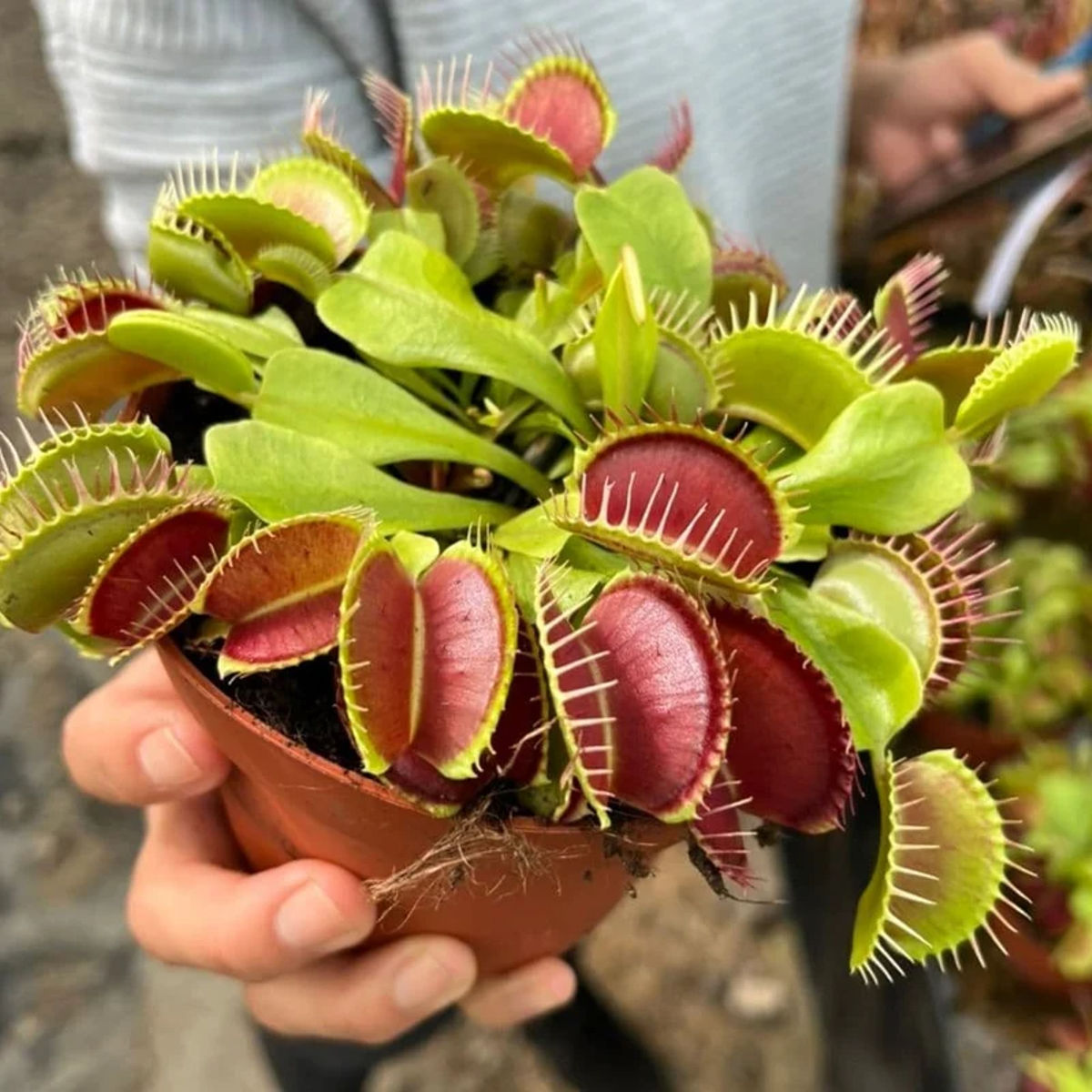 Dionea Carnivoră Adult, Planta fascinantă care prinde insecte - imagine 4
