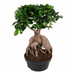 Ficus