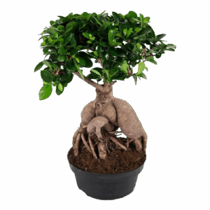 Ficus