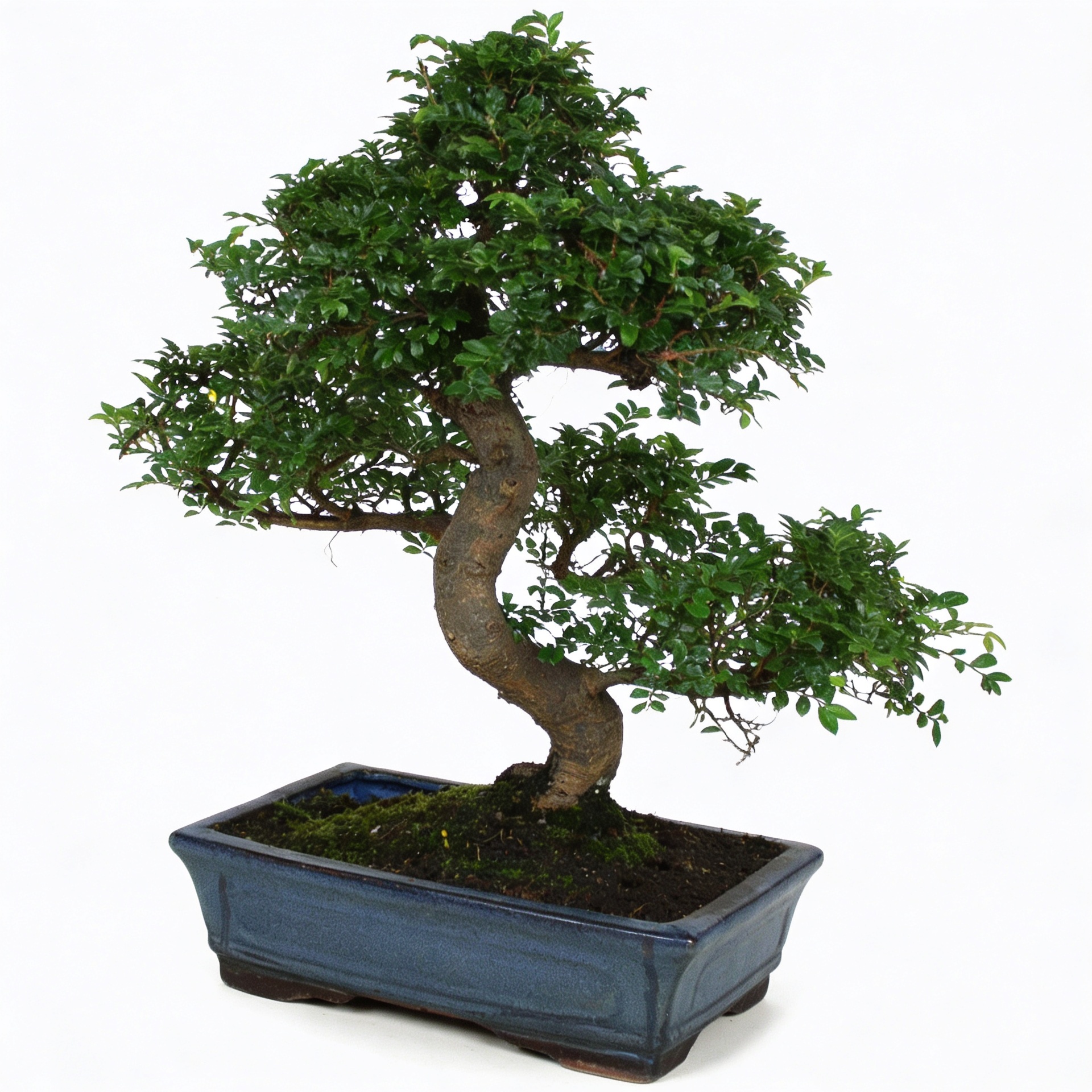 Arborele Bonsai mix, H 30 cm - imagine 2