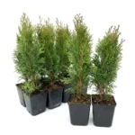 Set de 10 bucati Tuia Smaragd inaltime de 30 - 35 cm