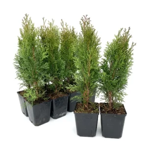 Set de 10 bucati Tuia Smaragd inaltime de 30 - 35 cm