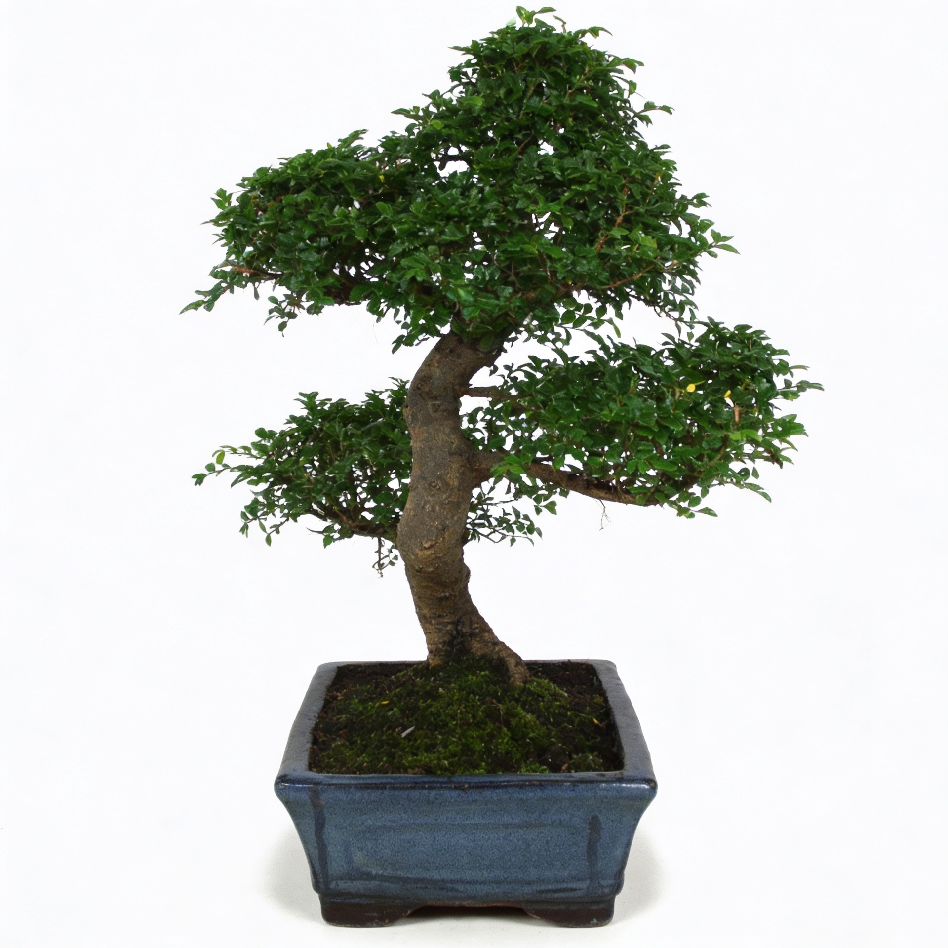 Arborele Bonsai mix, H 30 cm - imagine 3