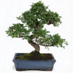 Arborele Bonsai mix, H 30 cm